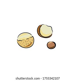 Vector ongan fruit isolated on white background. Botanical illustration in hand drawn style  