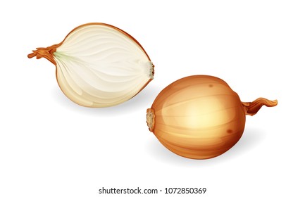 Vector onion bulb and sliced half set. Realistic yellow unpeeled onions, fresh natural organic food. Illustration with 3d healthy eating, coocking ingredient. Grocery products design element.