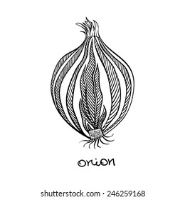 Vector onion half. Hand drawn decorative illustration
