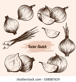 Vector onion hand drawn sketch. Sketch vector  food illustration. Vintage style