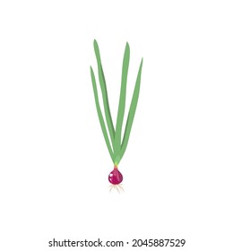 Vector Onion Red Plano