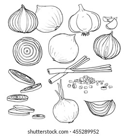 Vector Onion  Set Of  Hand Drawn Line Art Painting Illustration