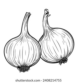 Vector onion vegetable. Black and white engraved ink art. Isolated onion illustration element on white background.