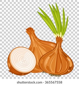 Vector onion. Vegetable for cooking illustration. Vegetarian agricultural product, natural nutrition for farm market. Organic harvest. Grocery goods item. Onion isolated on transparent background
