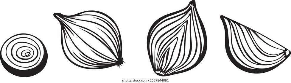 vector onion, vegetable plant set drawings