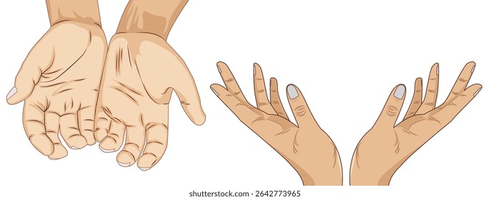 
Vector of open human hands and palms in different positions, showing male and female gestures on white background
