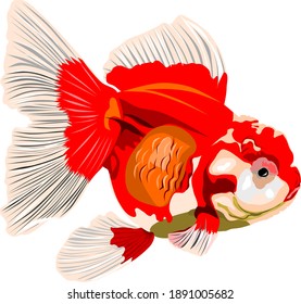 Vector de pez dorado de Oranda sobre blanco