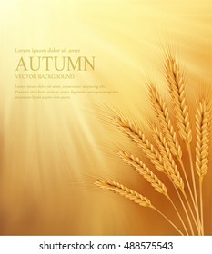 vector orange background with sun rays and ears of wheat