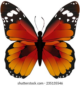 vector orange butterfly