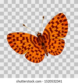 Vector orange butterfly on a gray background, flying insect.