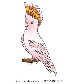 vector orange crested cockatoo, identical to the orange crested