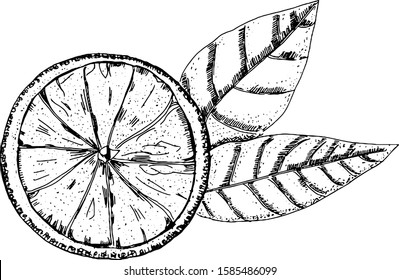 Vector orange drawing in pen and ink on a white background, a hand drawn sketch