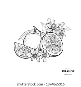 Naranja vectorial y flores. Ilustración dibujada a mano. Estilo vintage
