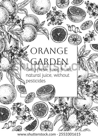 Vector orange frame. Branch with fruits, leaves and blossoms, slice, half, dried pieces, orange chips, zest