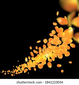 vector orange gold petals of cempasuchil / marigold flowers isolated on black background and flying up at day of the dead altars in Mexico at night, Dia de los moertos vector illustration