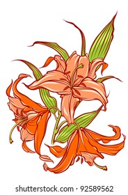 Vector Orange lilies isolated on white backfround