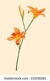 vector orange lily