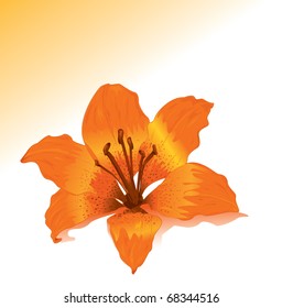 Vector orange lily