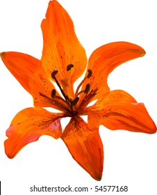 Vector orange lily. Filled with solid colors only.