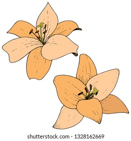 Vector Orange Lily floral botanical flower. Wild spring leaf wildflower isolated. Engraved ink art. Isolated lilies illustration element on white background.