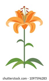 Vector orange lily with stem and leaves isolated on white background. Illustration of summer flower in simple flat style.