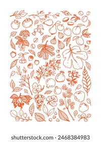 Vector orange linear illustration of different Garden Fruits, leaves, tree branches on white