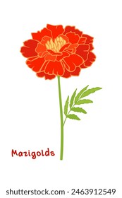 Vector orange marigold flower highlighted on a white background with a caption. Hand-drawn illustration for decoration, design and El Dia de Los Muertos.