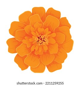 Vector orange marigold flower isolated on white background