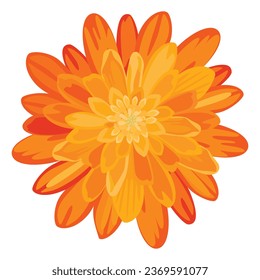 Flor de maroro naranja vectorial aislada en fondo blanco	