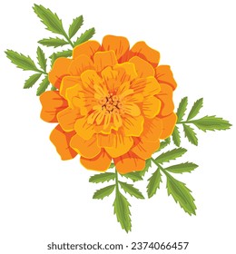 Vector orange marigold flower isolated on white background	