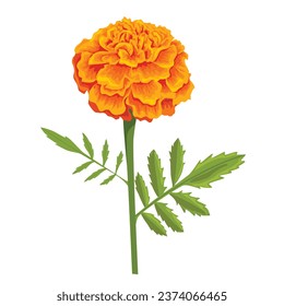 Vector orange marigold flower isolated on white background	