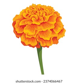 Vector orange marigold flower isolated on white background	