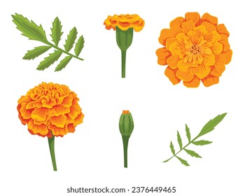 Vector orange marigold flower isolated on white background	