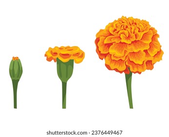 Vector orange marigold flower isolated on white background	