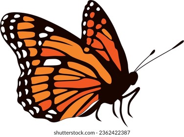 Mariposa de monarca de naranja vectorial. Un insecto bonito con grandes alas de color. Dibujo de un escarabajo volador.
