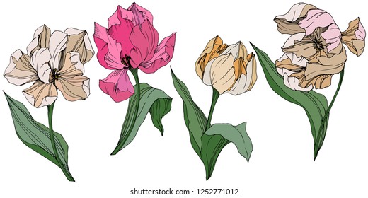 Vector Orange, pink and white tulip engraved ink art. Floral botanical flower. Wild spring leaf wildflower isolated. Isolated tulip illustration element.