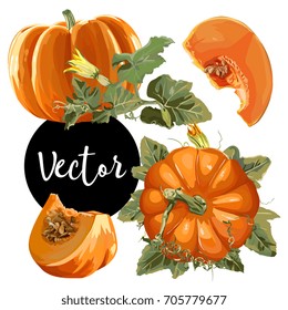 Vector Orange Pumpkin Illustration Set