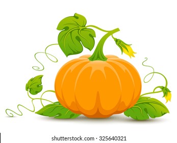 34,568 Sweet gourd Images, Stock Photos & Vectors | Shutterstock