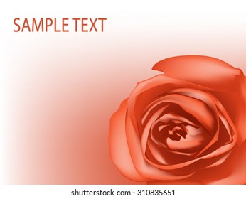 Vector orange rose for background and text