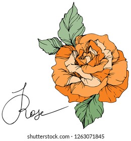 Vector Orange rose. Floral botanical flower. Green leaf. Isolated rose illustration element. Black and white engraved ink art.