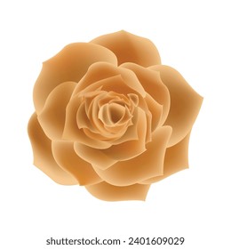 Vector orange rose flowers realistic isolated on white.