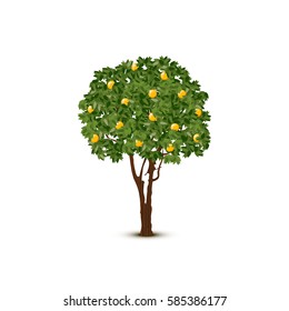 Vector orange tree on white background