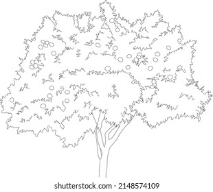 Vector orange tree sketch. Line art plant cutout.