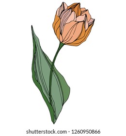Vector Orange Tulip engraved ink art. Floral botanical flower. Wild spring leaf wildflower isolated. Isolated tulip illustration element.