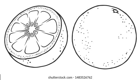 Vector orange whole and cut transparent isolated line art illustrations