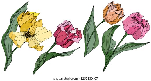 Vector Orange, yellow and pink tulip engraved ink art. Floral botanical flower. Wild spring leaf wildflower isolated. Isolated tulip illustration element.