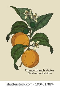 Vector oranges hand drawn color sketch. Sketch vector food illustration. Vintage style.