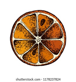 Vector oranges hand drawn sketch. Sketch vector food illustration. Vintage style eps10