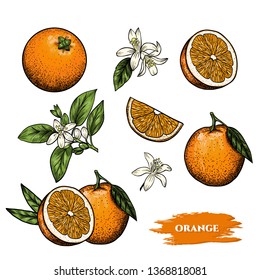 Vector oranges hand drawn sketch. Sketch vector food illustration. Vintage style