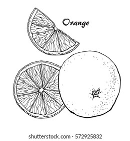 Vector oranges hand drawn sketch. Sketch vector food illustration. Vintage style